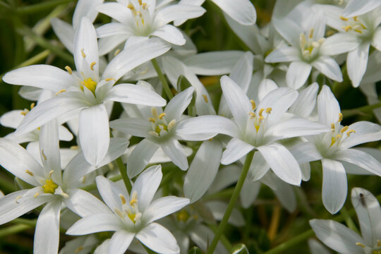 Bl&uuml;ten des Doldigen Milchsterns