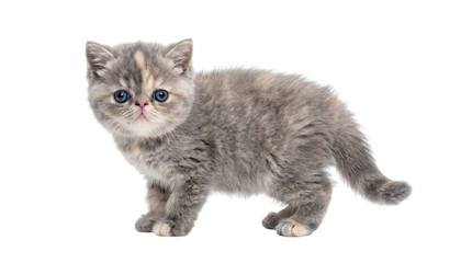 Obraz premium Cute fluffy grey and white exotic shorthair kitten standing and looking forward isolated on transparent background png file