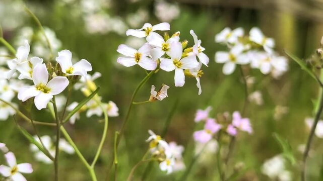 Wild cuckoo flowers Cardamine pratensis waving in wind, meadow background, spring wildflowers field, static shot, natural sunlight, organic floral texture, blooming grassland, candid style, nature.