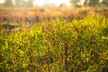 Obraz premium Warm sunrise light illuminates wild grass and tiny seed pods in a natural meadow, creating a soft bokeh background with a peaceful, dreamy atmosphere and seasonal outdoor beauty.