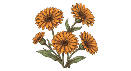 Fototapeta premium Vintage Hand Drawn Calendula Marigold Flowers Illustration