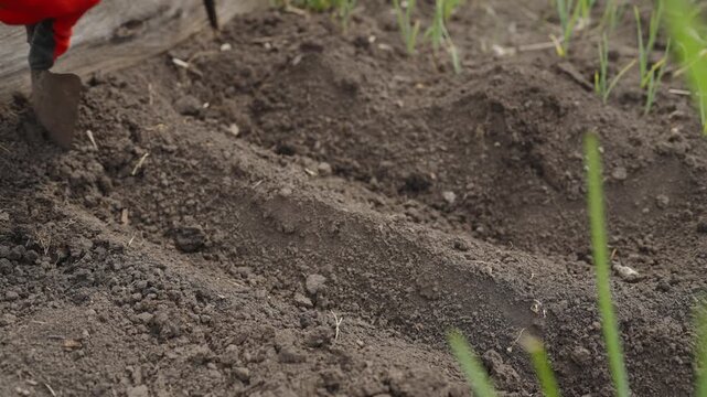 Gardener in red gloves uses a trowel to create planting furrows in dark fertile soil of a raised garden bed.