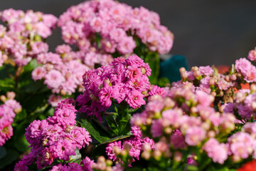 Fototapeta premium Close-up of blooming pink Kalanchoe blossfeldiana with rose-like petals