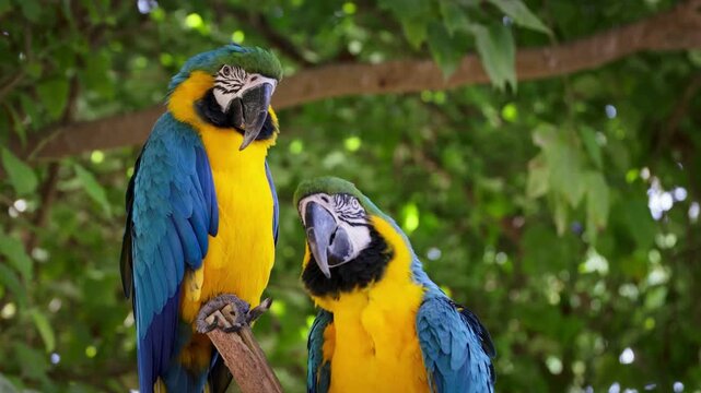Two beautiful blue and yellow macaw parrots perched on a tree branch