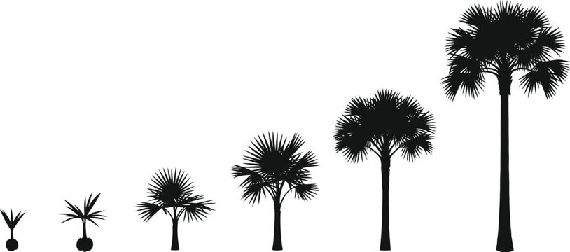 Complete growth cycle silhouette sequence of a palm tree illustrating the progression from a tiny seedling and sapling to a tall mature tropical tree on white background with silhouette, tropical