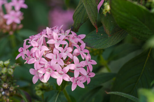 Vibrant pink Pentas flowers in full bloom for garden background