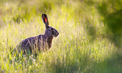 Obraz premium Wild European rabbit, Lepus europeus in natural forest environment in spring