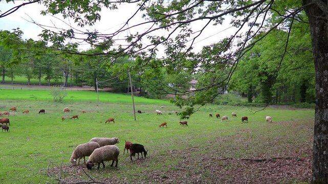 A mixed flock of sheep and lambs grazing across a green field, evoking pastoral calm and traditional farm life