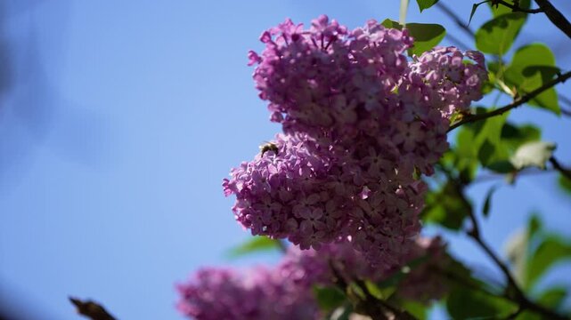 A close-up shot of a honey bee pollinating vibrant purple lilac blossoms on a sunny spring day in a garden.