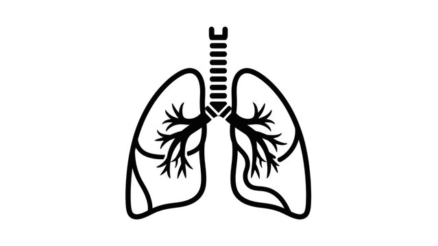 Human lungs anatomy medical illustration.