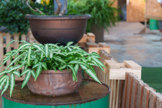 Variegated Pteris fern with white stripes in a terracotta pot