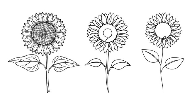 Three hand drawn sketch sunflowers collection on a simple line art style