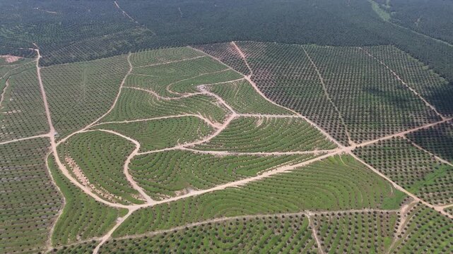 palm-oil-plantation-aerial-view-agriculture-7