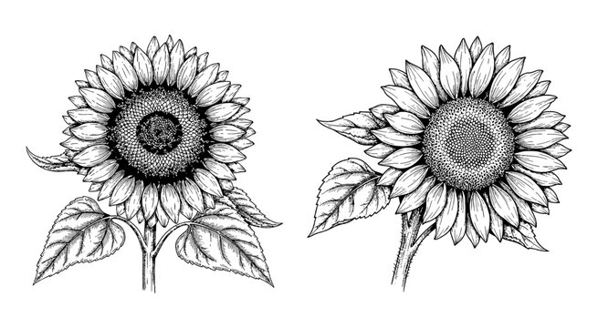 Two beautiful sunflower drawings with leaves in hand drawn sketch style
