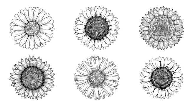 Set of six hand drawn sunflower illustrations in black and white sketch style