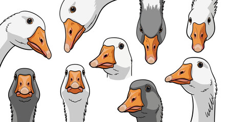 Goose head vector collection, set of 9 funny white and grey geese characters, farm bird illustrations with orange beaks for children books © sidra