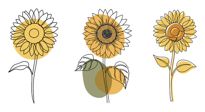 Three yellow sunflower flowers with artistic hand drawn line art and color spots