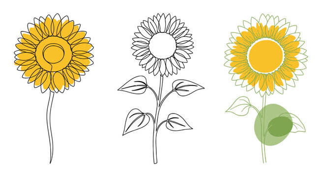 Set of three artistic sunflower illustrations with line art and color spots