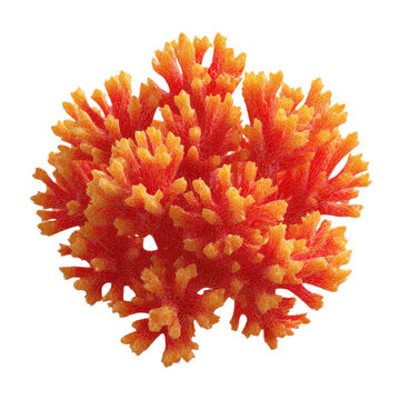Vibrant orange calendula and red dahlia blossoms captured in a macro closeup isolated on transparent background to showcase the natural beauty of these summer garden flowers