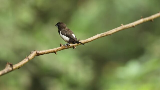 Beautiful 4k Video of Black rumped Munia sitting on the dry trunk of a tree. Background is so beautiful that you love to sit and watch this video which was shot at Western Ghats of India
