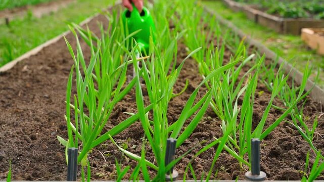 Feeding growing green onions with fertilizer solution from green garden watering can slow motion