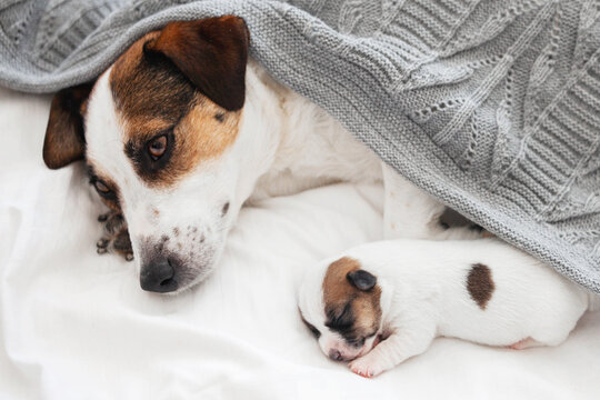 Mom Dog with newborn Puppy resting at bed
