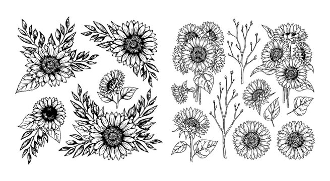 Hand drawn sunflower floral elements and bouquets collection