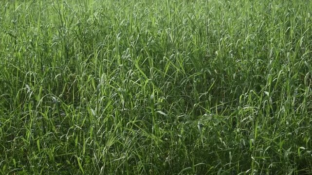 Urochloa mutica grass spreads across a lush green natural environment.