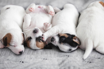 Naklejka premium Newborn Puppy is lying on white blanket