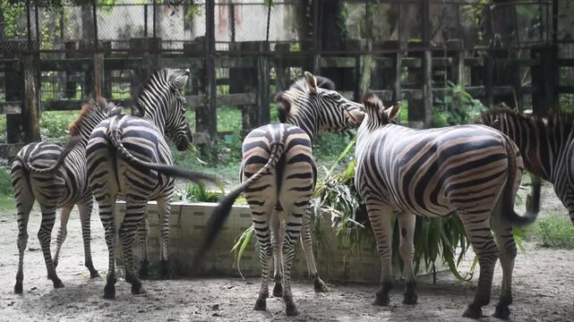 Zebras display striped coats within a zoo enclosure surrounded by greenery.