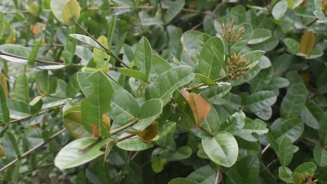 Ixora coccinea plant blooms beautifully in a vibrant tropical environment.