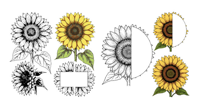 Set of hand drawn sunflower illustrations and decorative botanical floral frames