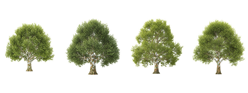 Four isolated sycamore trees with green leaves on a black background