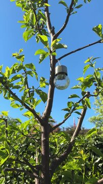 Obstbaum mit Zwetschgen &ndash; Bio-Ernte im Garten in Bewegung