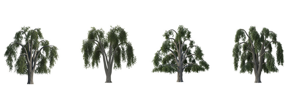 Four isolated willow tree illustrations with green leaves on black background