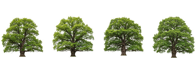 Fototapeta premium Four large green oak trees isolated on a black background for design