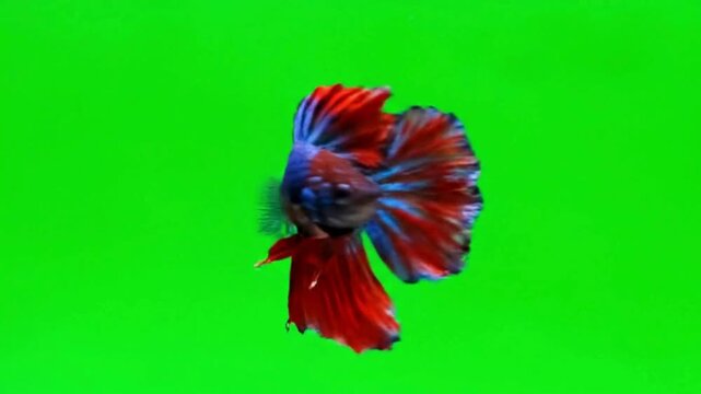 Vibrant Betta fish with flowing fins a colorful Siamese fighting fish in motion against a green screen background ideal for aquatic themes and pet content