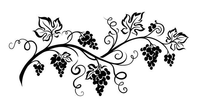 grapes vine floral style silhouette illustration on transparent background, PNG file