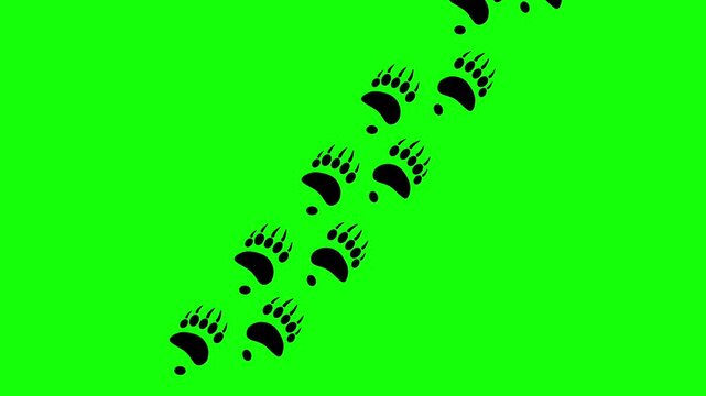 Animation of two front paw prints with claws of a bear walking on a green screen. The animal's paws appear one by one.