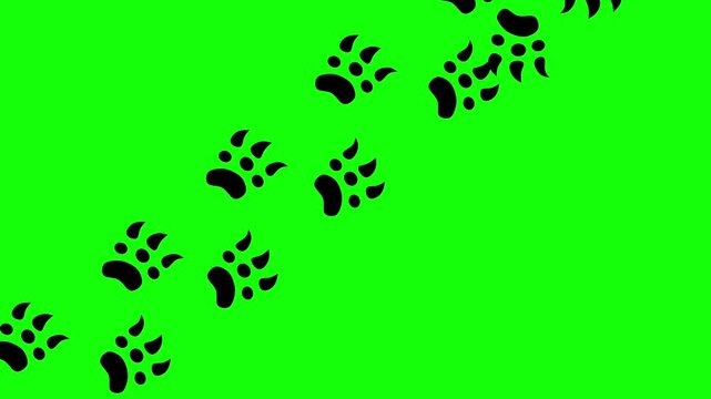 Green screen animation of a bear walking. Feet with sharp claws. The animal's footprints appear one after another.