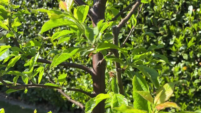 Zwetschgenbaum mit reifen Fr&uuml;chten &ndash; nat&uuml;rliche Obsternte im Sommer im Garten