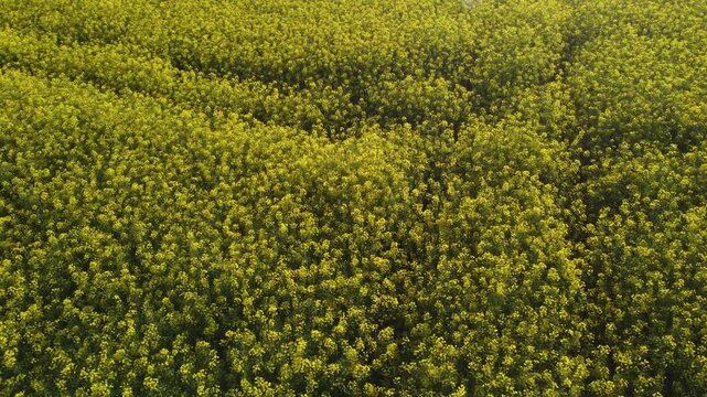 Drohnenflug &uuml;ber Rapsfeld &ndash; gelbe Bl&uuml;tenfelder in der Landschaft in Vogelperspektive