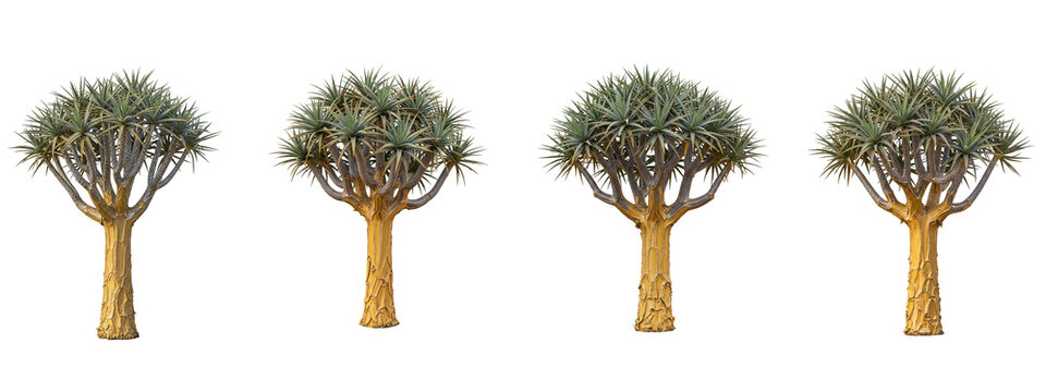 Four quiver trees isolated on black background for design composition