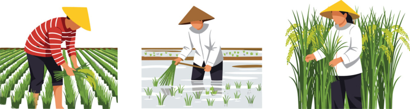 Collection of Asian Rice Farmer Characters Working in Paddy Fields Planting and Harvesting Crops with Traditional Conical Hats for Agricultural Industry and Rural Life Vector DesignsCollection of Asia