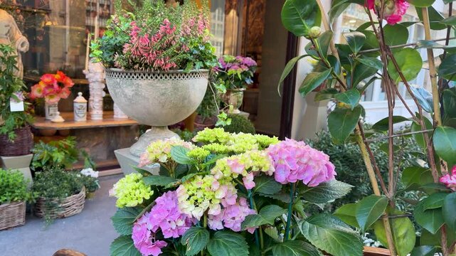 Vivid hydrangea blossom with dew and city reflections captured beautifully