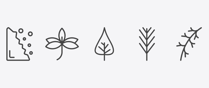 nature icon set with sprig with five leaves, poplar leaf, pine leaf, larch leaf signs in flat outline style