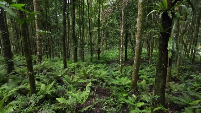 Aerial View of Damar Resin Tree Forest with Dense Fern and Orchids in Morning Light, Tropical Biodiversity Landscape. Perfect for environmental storytelling, and corporate sustainability visuals.