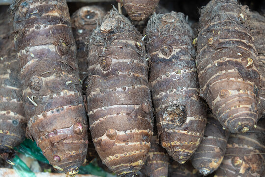Raw taro roots showing texture and natural sprouts