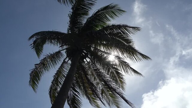 Tiefblick auf eine Kokospalme im Wind