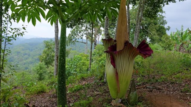 Raflesia and massive flower in West sumatra, Indonesia